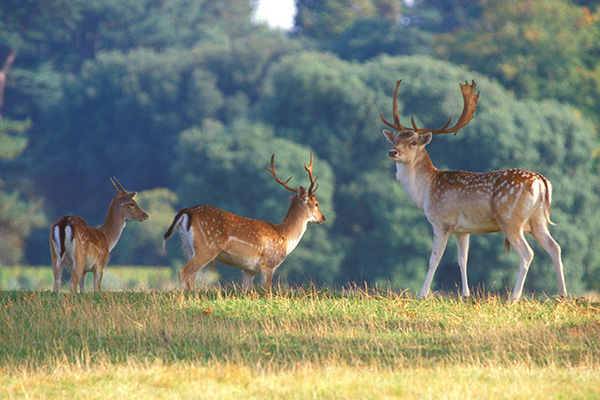 Deer play an important role, maintaining open areas, which can enhance the biodiversity &amp; habitat quality of a woodland. However large deer populations can have a devastating effect on their environment.

GWCT's Megan Lock looks at the Fallow Deer.
gwct.org.uk/wildlife/speci…