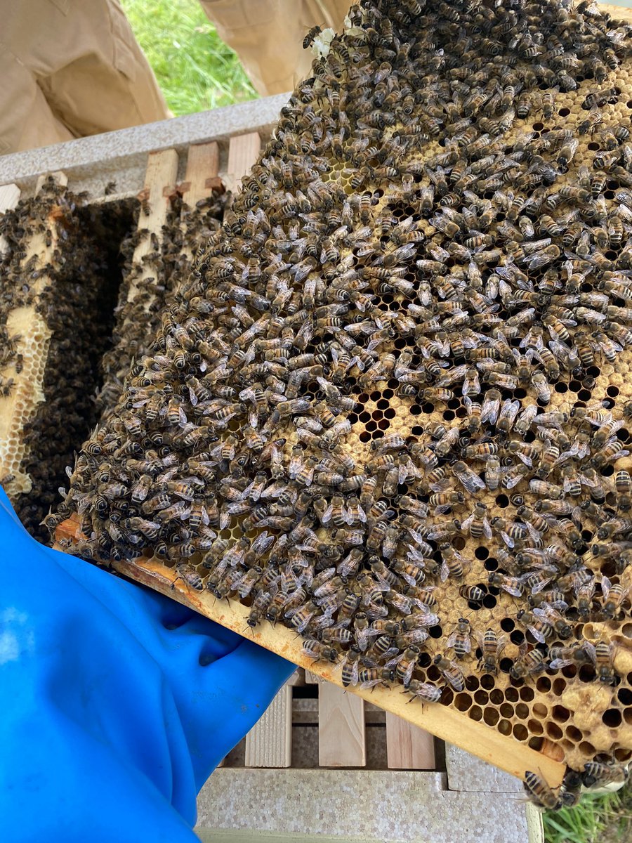 Columbuzz22's tweet photo. Since our hive has settled in for a few weeks now, a few of our @NurtureSCHS pupils got suited up for a hive inspection today. We have happy and healthy beeโs building a strong colony and we even spotted the queen too ! ๐#columbuzz #hiveinspection #spottedthequeen https://t.co/30DPD0QwC0
