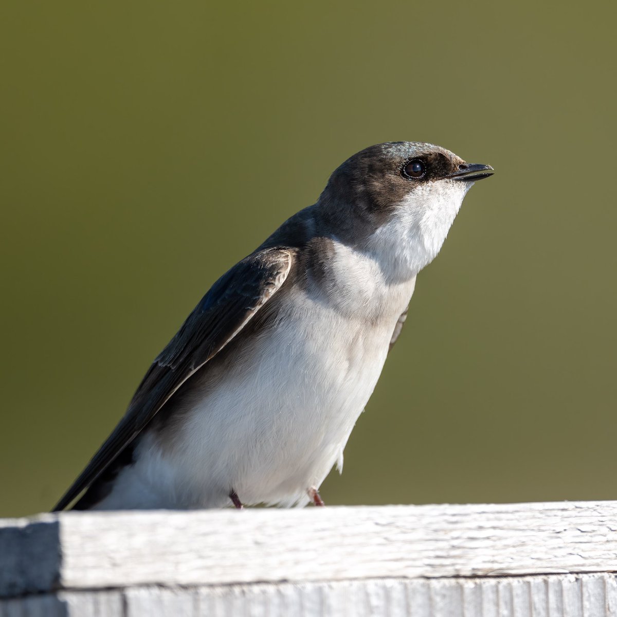 A lovely lady tree swallow 

#treeswallow #twitternaturecommunity #birds #birdphotography #alaska