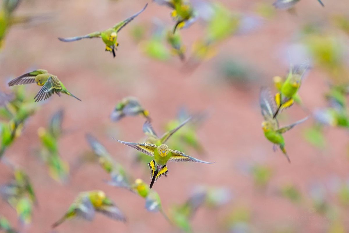Avustralya’da doğal ortamlarında Muhabbetkuşu sürüleri. İnsanoğlu hayvan sevgisi adı altında bu kuşlara nasıl bir kötülük yaptığını görmeli. O küçük kafeslerinde koca gün salık durması tesellisiniz olmasın.
Satın almayın!

Fotoğraflar Charles Davis