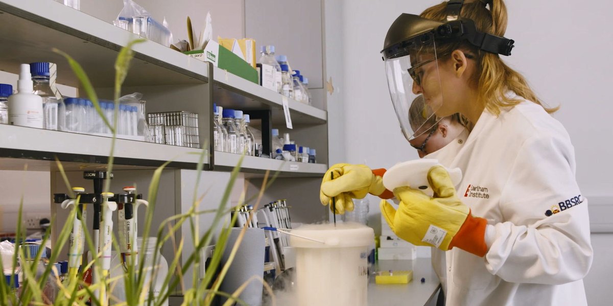 As the risk of falling #wheat 🌾production hits the headlines, what #research is taking place behind the scenes to help improve the health and yield of this vital #crop? 
➡ okt.to/kTMiYt

<a href="/BBSRC/">Biotechnology and Biological Sciences Research</a> <a href="/UKFutureWheat/">Designing Future Wheat</a>