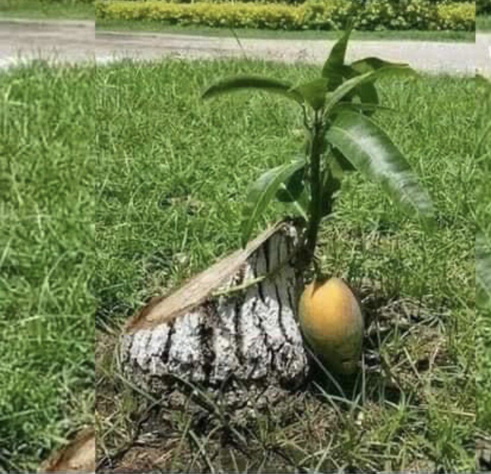 FaheemFilza's tweet photo. No matter how cruel people are, Nature never stops showering mercy on them. 
#ClimateCrisis 
#environmental 
#ClimateChange 
#twitternaturecommunity
#GardenersWorld 
#GardeningTwitter 
#Climate Change https://t.co/6g2U1p7ThN