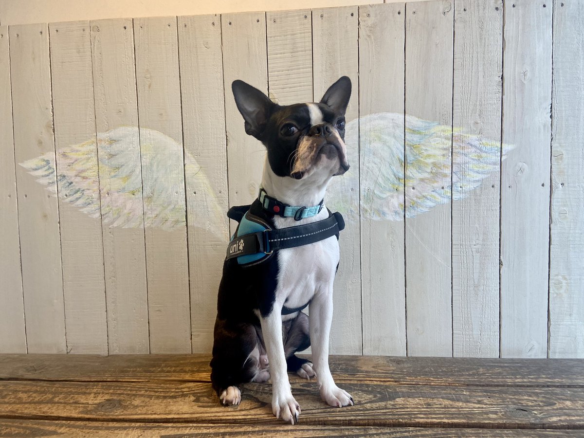 unitora_pet's tweet photo. 飛べそう🕊
#ボストンテリア #ボステリ #いぬとの暮らし https://t.co/BhVNsCLFvb