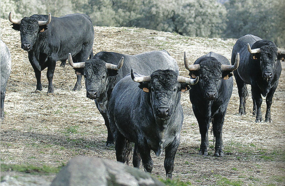 Albaserradas en vena… #Torrejoncillo #FiestasdeAgosto2022 #HonoresAlFestejoPopular