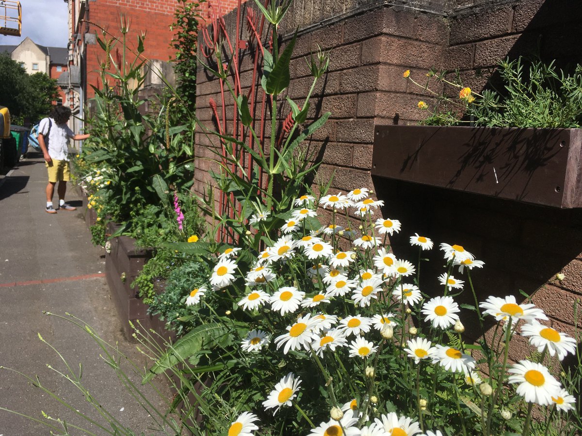 We love the biodiversity on The Environment Centre's    #PierStreet, the area has been transformed into an amazing green space recently. This 2-spot #ladybird enjoying the sunshine (and the aphids too)