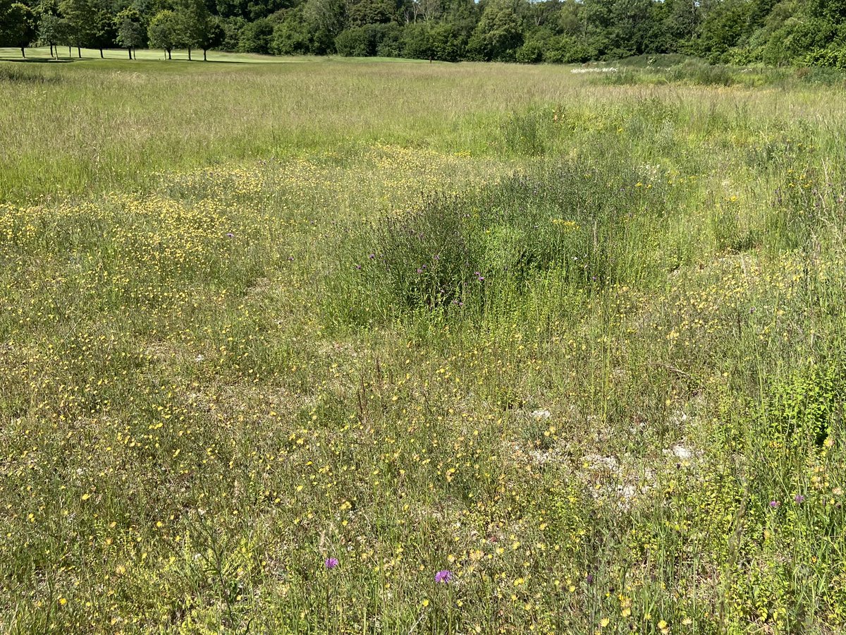 iestyncarpenter's tweet photo. A sea of yellow in the scrapes @CorhamptonGolf #kidneyvetch @golfenvawards https://t.co/378IsIoXwb