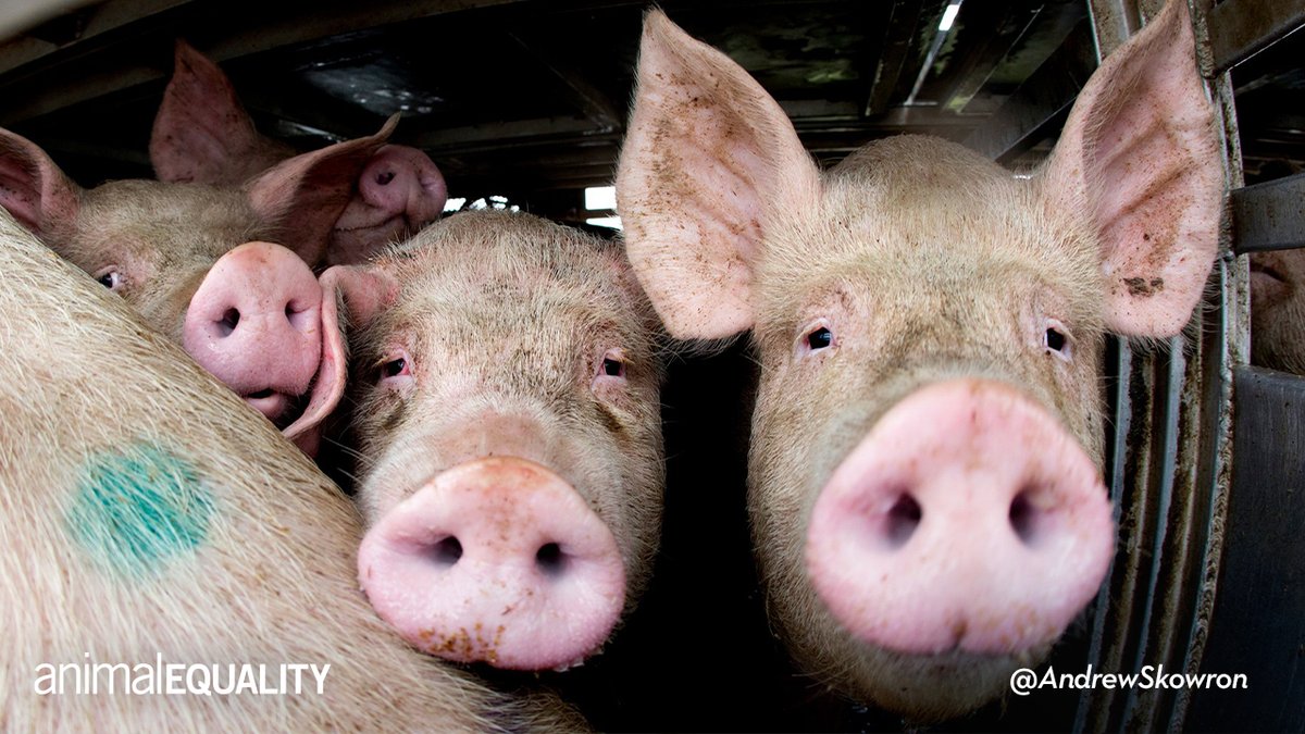 AE_Italia's tweet photo. Il trasporto a lunga distanza di animali vivi deve essere vietato. Ministri #Patuanelli e @robersperanza ASCOLTATE le richieste dei cittadini: SOSTENETE la @EU_Health nel processo di riforma del Regolamento sui trasporti. #BanLiveExports https://t.co/B8WHqjkH7r