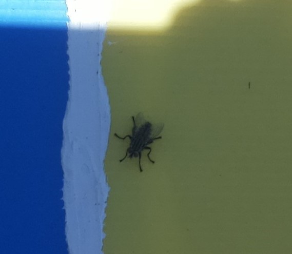 mikel_heredia's tweet photo. Ya tenemos las primeras imágenes de la Ilha Colom (Menorca) del proyecto de la Fundación Biodiversidad. Un saltamontes y una mosca de la carne como primeros fotografiados por el sistema de muestreo no destructivo de trampas electrónicas con comunicación 4G. @ZoologiaUIB @ento_e https://t.co/PVarfaO5Ud