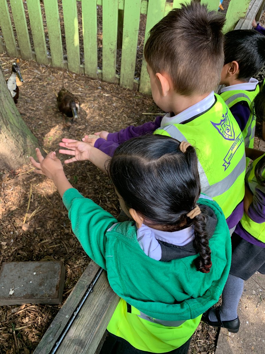 MrsAnwar8's tweet photo. @AndertonParkFeeding time for the ducks. https://t.co/extLd1leEz