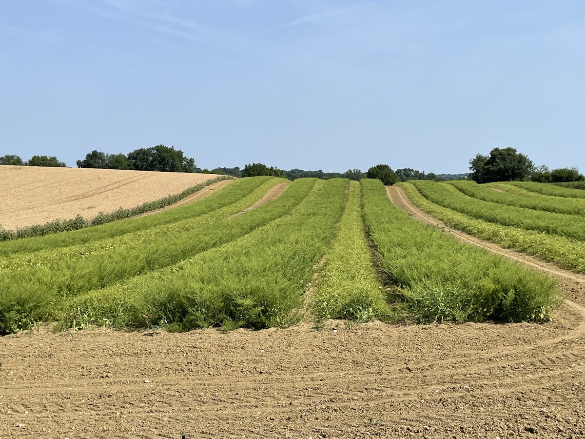 Visite des champs de productions expérimentales de semences betteraves sucrières : la variété de demain ! #betteraves #FlorimondDesprez