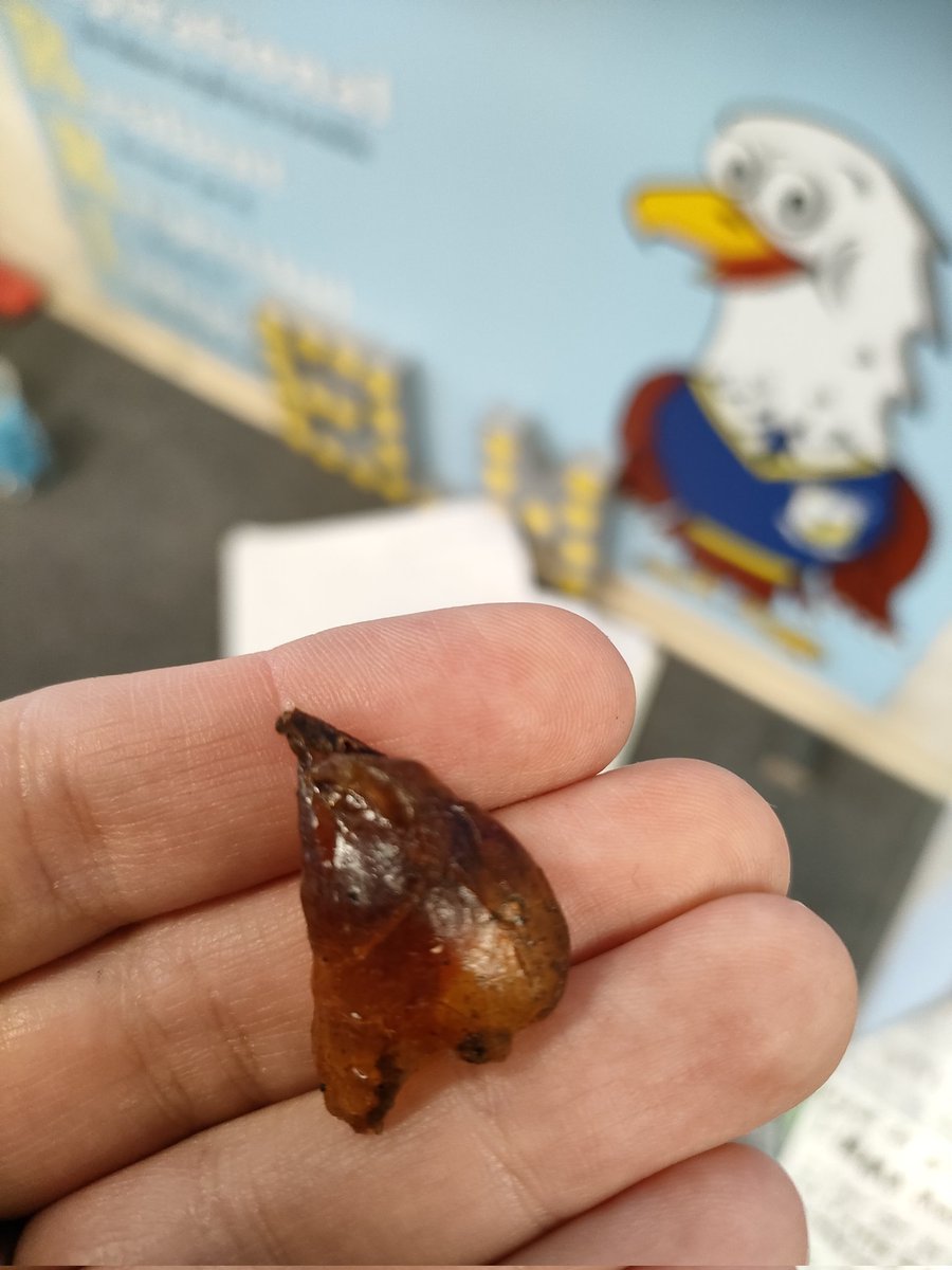 MrsSJones5's tweet photo. I found some amber on my cherry tree. I only know how amber is formed because of Jurassic Park! 🙈🦖 The children have loved learning about it and it has sparked their curiosity to create loads of interesting questions too👍 #curiositycube #oracy @MissHJPeace @rlewisw https://t.co/Lpuvv2xprH