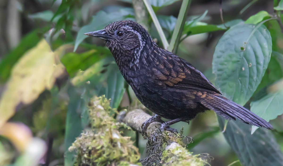 Bhutan Bird Finder (Birding in Bhutan) tweet media