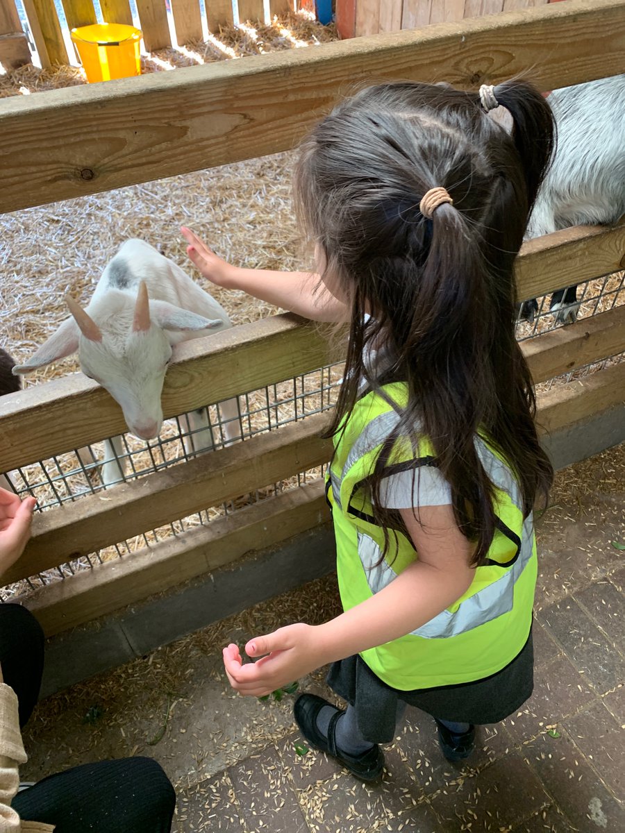 MrsAnwar8's tweet photo. @AndertonPark Look! At the greedy goats waiting to be fed. https://t.co/56O6Xb0FpR