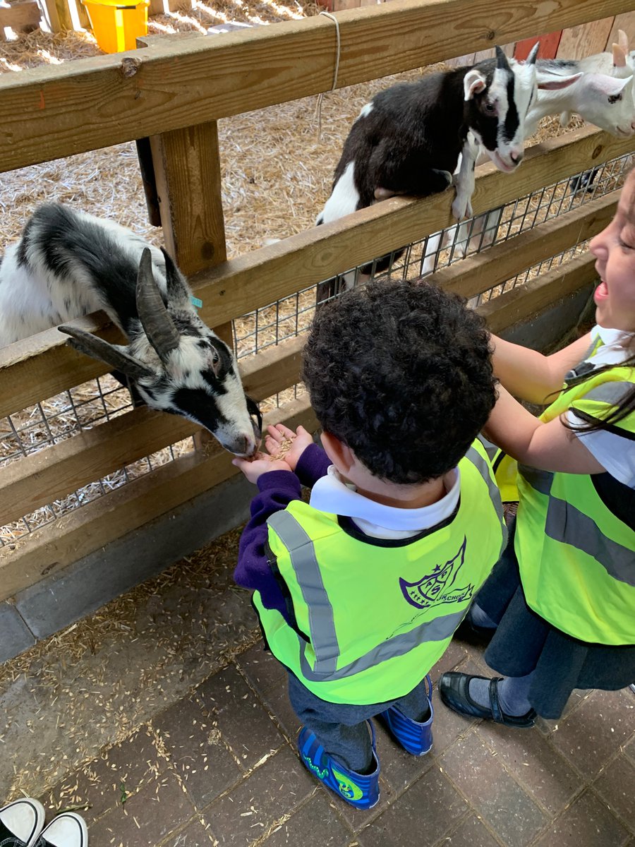 MrsAnwar8's tweet photo. @AndertonPark Look! At the greedy goats waiting to be fed. https://t.co/56O6Xb0FpR