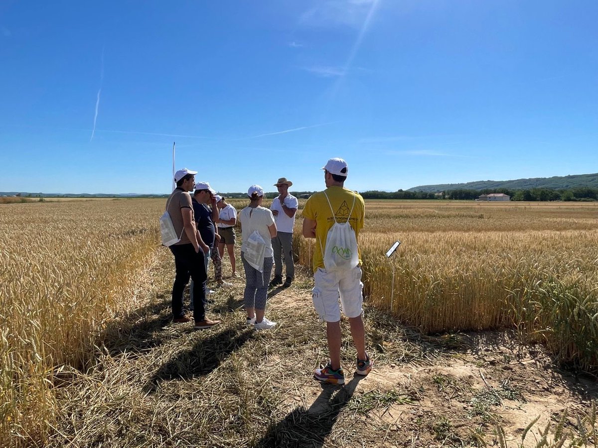 GroupeOxyane's tweet photo. Aujourd’hui, sur nos parcelles d’expérimentation, on reçoit un groupe de boulangers des @GdsMoulinsParis
4 ateliers
✅découverte des différentes variétés de blé en test
✅structure du sol et enjeux carbone
✅biodiversité
✅#PrioriTerre https://t.co/PHRySxXMpd