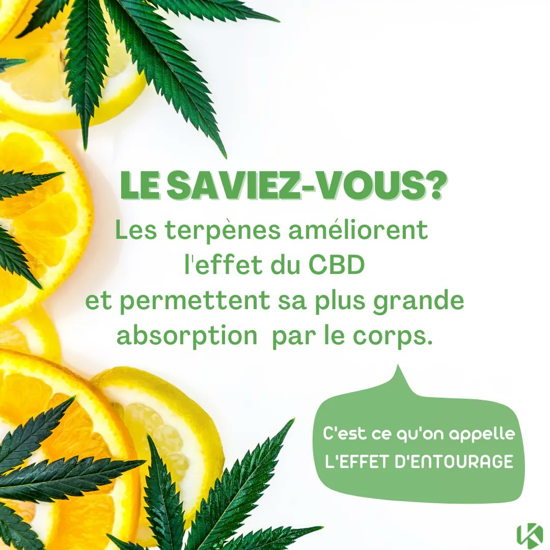 AlphaCatLab's tweet image. Le CBD utilisé seul n&apos;est pas aussi efficace que utilisé en conjonction avec des terpènes 🍃
C&apos;est pourquoi tous nos eliquides sont composés de terpènes naturels pour sublimer votre expérience 💚

#terpènesetcbd #cannabinoïdes #effetentourage #thérapeutique #kanavape