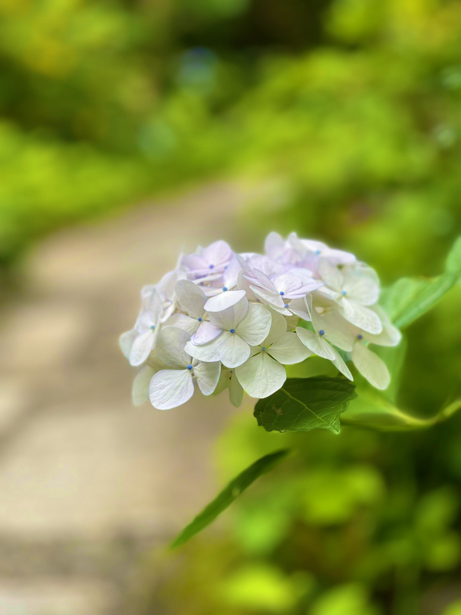 一花一天堂 Iecigviyj15qvrt Twitter
