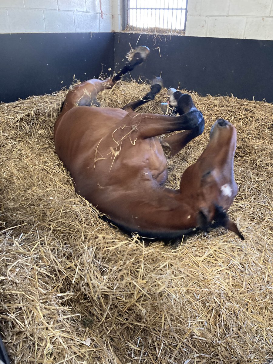 ASPoliceHorses's tweet photo. Allan is starting Tuesday with a good roll. #rollingintotheweek https://t.co/4ER1YDTllr