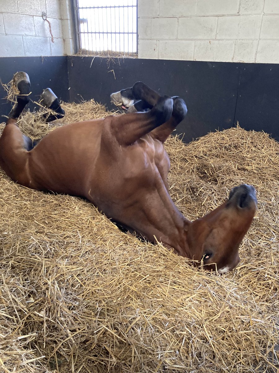 ASPoliceHorses's tweet photo. Allan is starting Tuesday with a good roll. #rollingintotheweek https://t.co/4ER1YDTllr