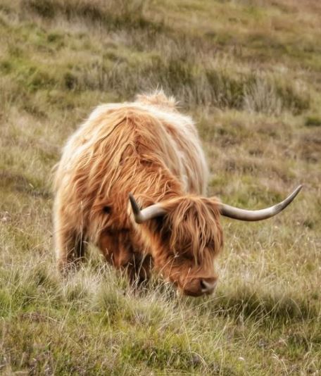 ScotsMagazine tweet media