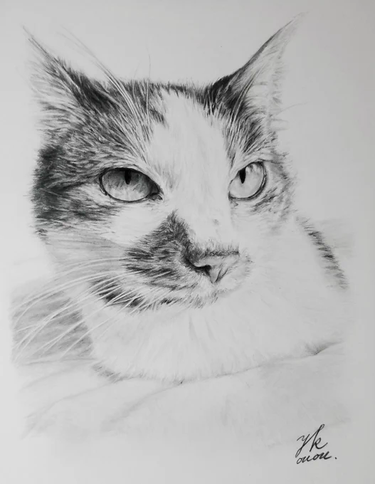 ご依頼の猫ちゃん鉛筆画完成です猫ちゃんは………2枚目ですねw美人さんに描けたかなご依頼ありがとうございましたA5ケント紙、ハイユニ使用#鉛筆画 #猫 #ねこ #pencildrawing 