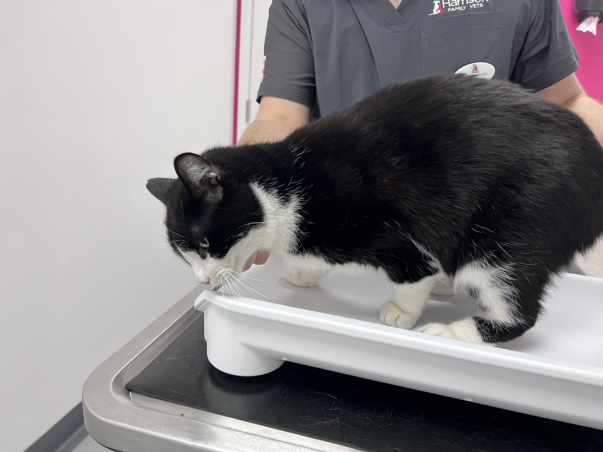 Me being brave at the vets. Had an injection - anti inflammatory- Vet not quite happy with my back legs or my front so waiting for a week and then see what’s what. He said I was a big boy and I thought. Yes. I am a big brave boy. #cats #catsoftwitter #traumatictuesday