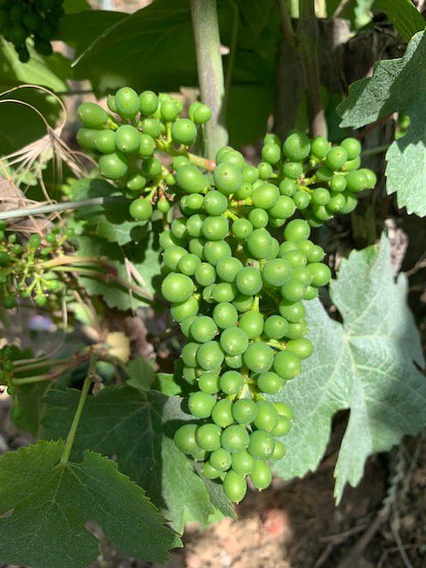 Pinot noir, “Bois des Jots”, Cumières. #Vintage2022 #247thVintage #InPursuitofTaste -JBL