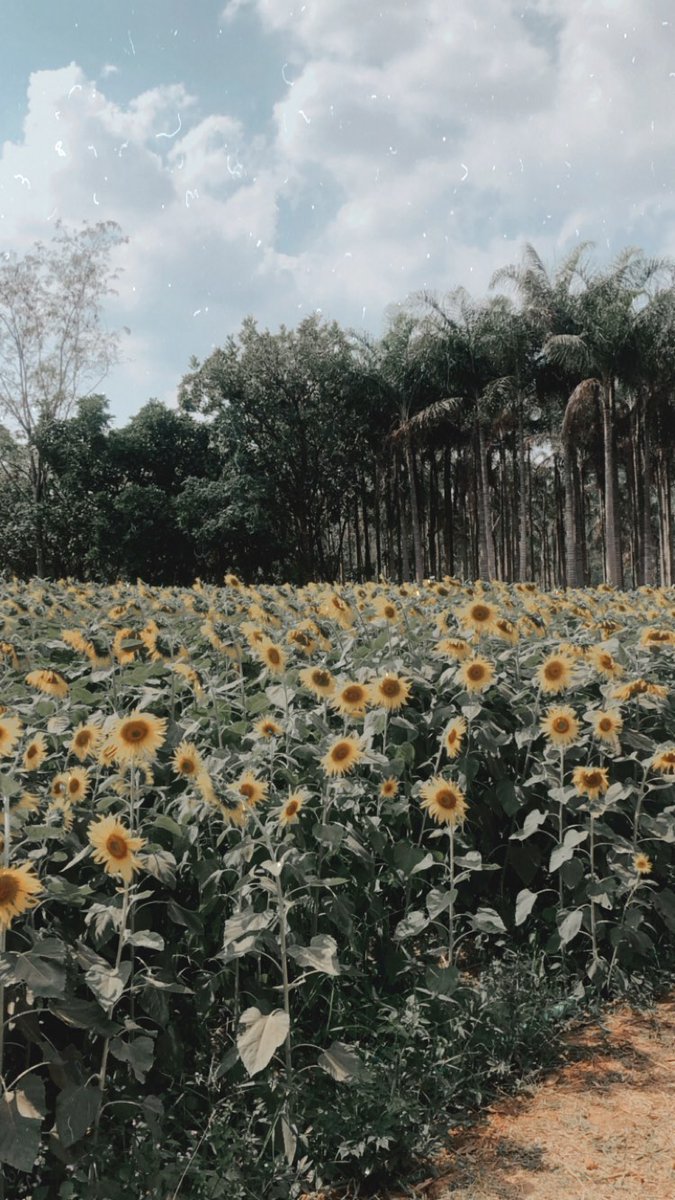 Like a sunflower facing the sun. I'm facing you too.