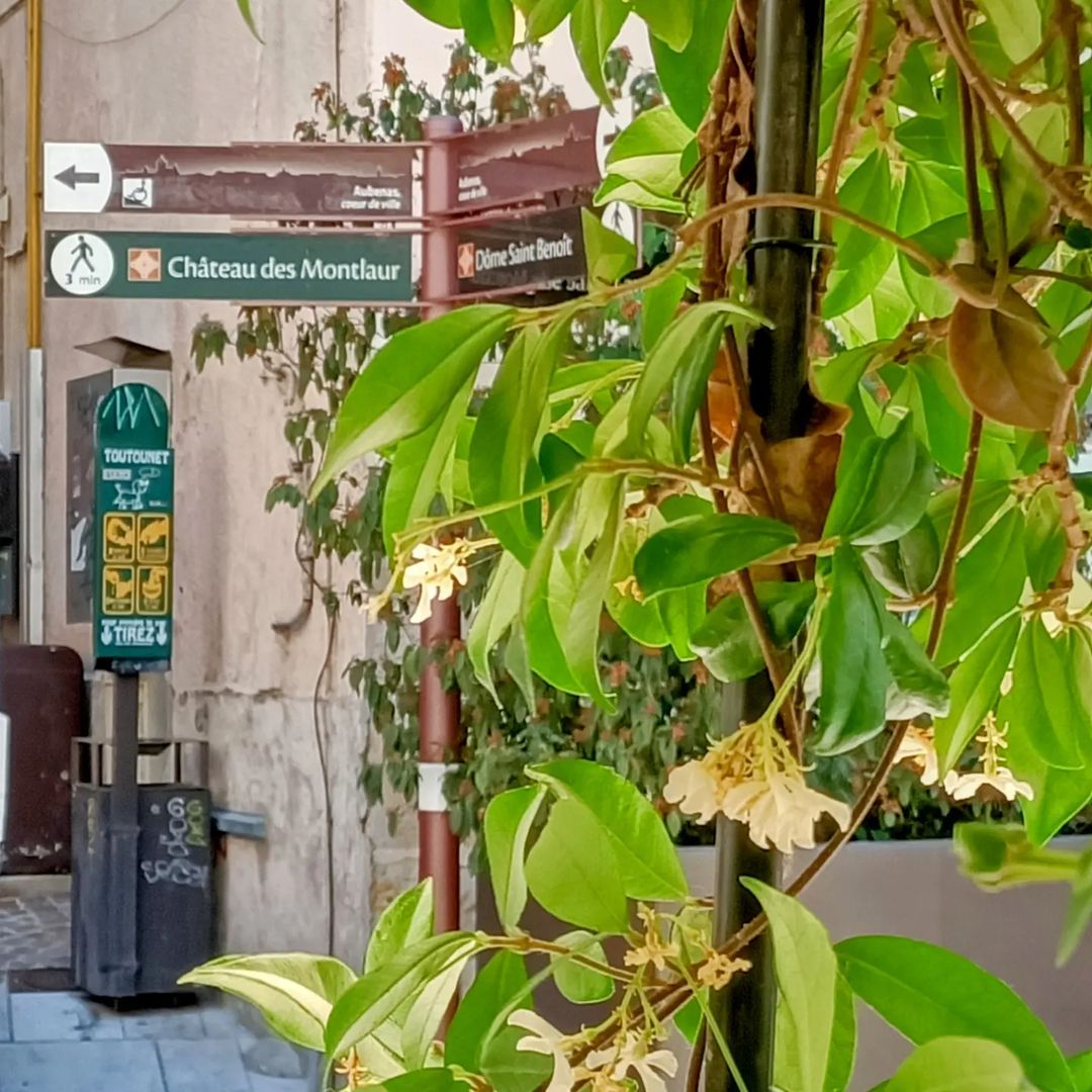 S'élever sur les hauteurs d'Aubenas, le château impressionne par la beauté de son architecture.
Pause relaxante sur la place de l'hôtel de ville
Café ou diabolo menthe ?
Aubenas ?
webzine.voyage/s/07-aubenas
Où se baigner  ?
webzine.voyage/s/07-sebaigner…
#aubenas #ardeche  #chateau