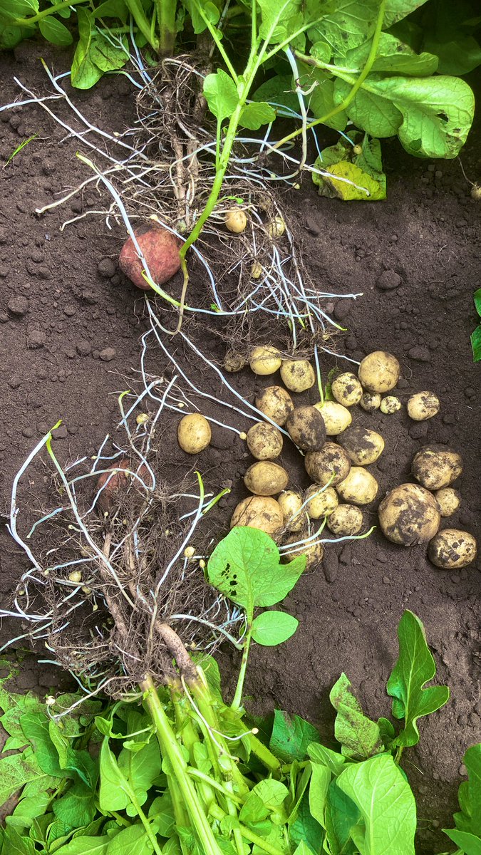 Crops are looking fantastic this year. The weathers been perfect for growing and we haven’t touched an irrigator……yet 😬