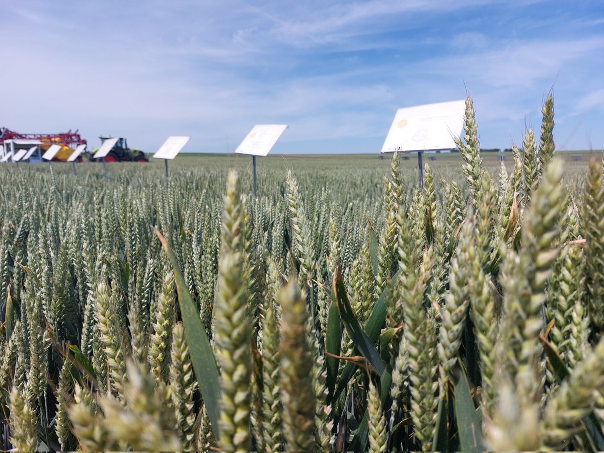 UnealCoop's tweet photo. Présentation des #essais variétaux de #blé sur le #Techniday : qualité du grain, rendement paille et grain, pouvoir couvrant, adaptation au blé/blé, tolérance maladie... #semences #céréales https://t.co/fTTuES4E0p