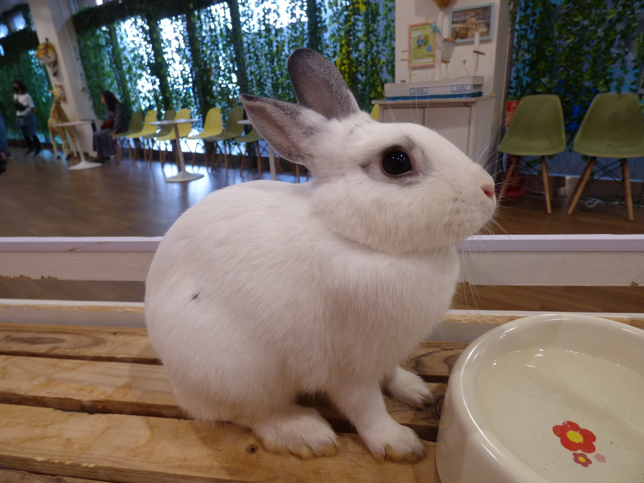 3581 うさぎ 白黒：おもちゃ：百町森