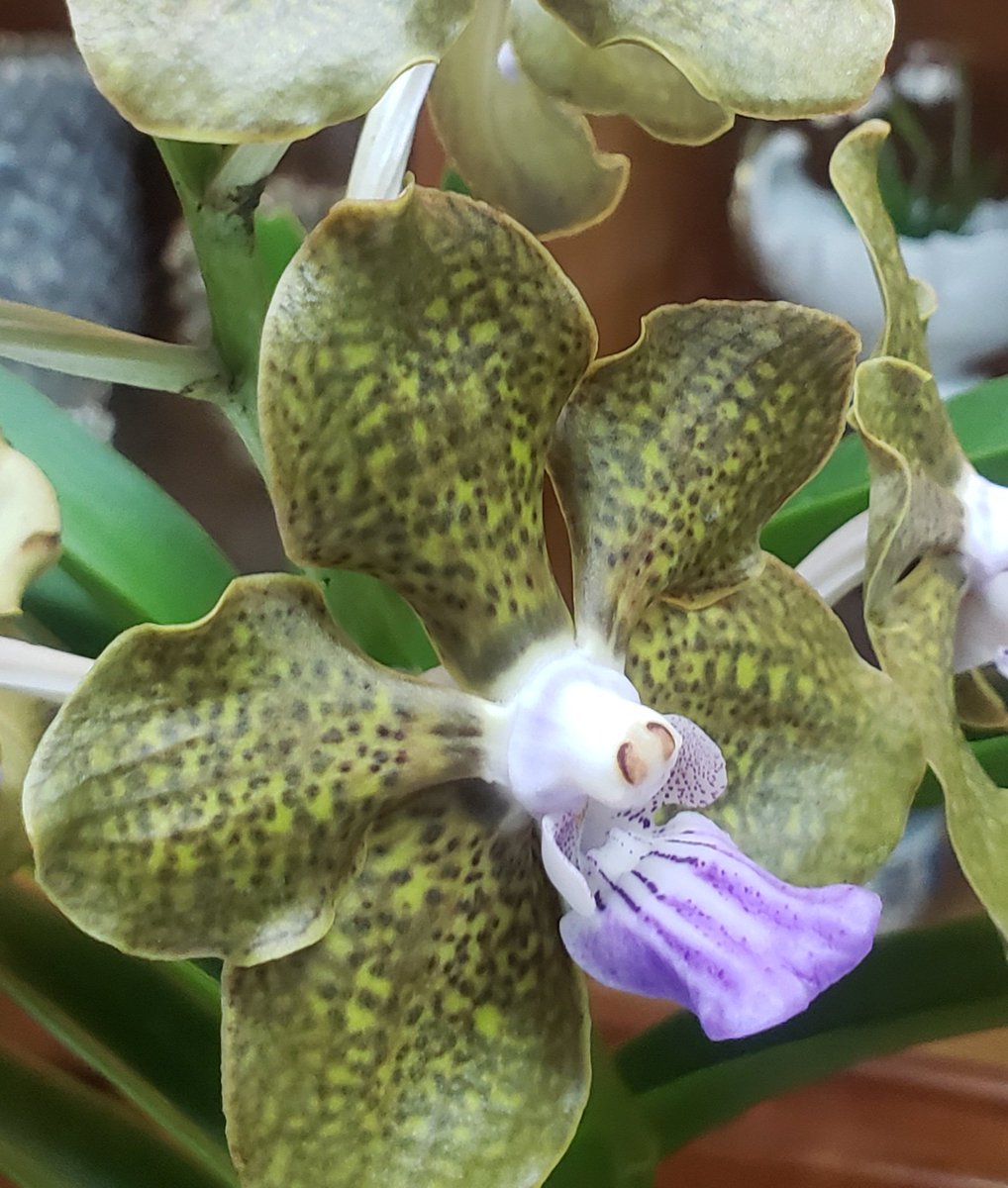 Uncommon orchid. Beautiful