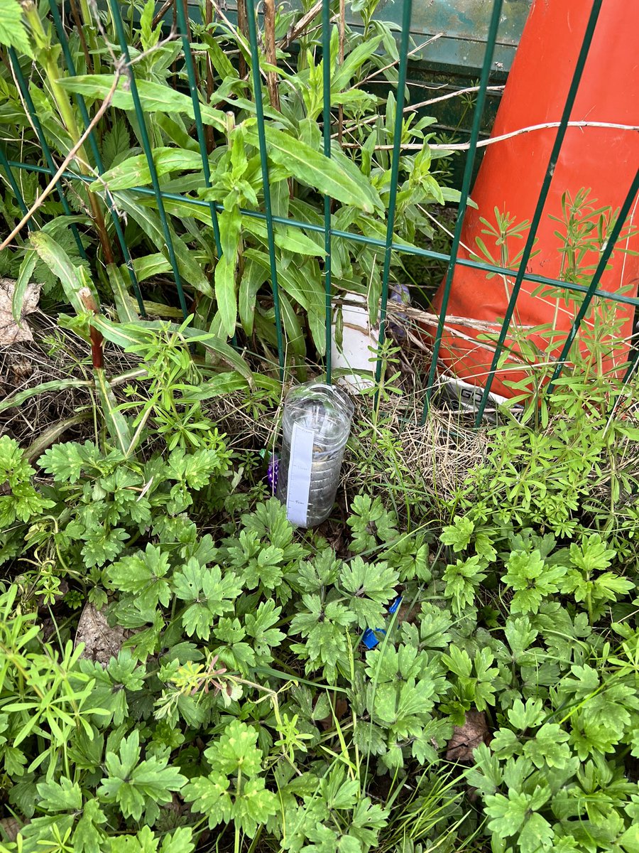 This term on the St Ambrose Eco journey-
S1’s have been recycling their plastic bottles for our August S1’s to make working rain gauges as part of the new weather topic. Here are Zahra and Sophie helping collect plastic bottles. 🌧🌧🌳🌳♻️♻️#sustainability #ClimateAction #ECO