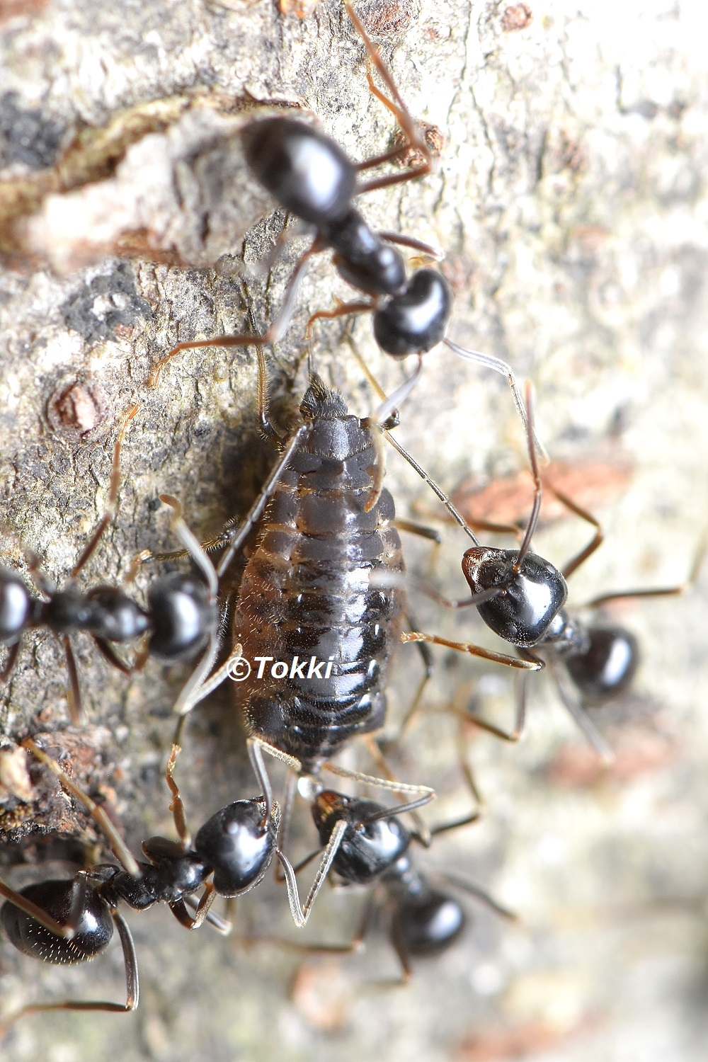 Tokki ケヤキの幹にいたヤノクチナガアブラムシ クサアリの仲間がまとわりついて 撮りにくいったらありゃしない 22 6 13 多摩川中流域 ヤノクチナガアブラムシ アブラムシ クサアリ アリ 昆虫 T Co Tlrf7mv17g Twitter