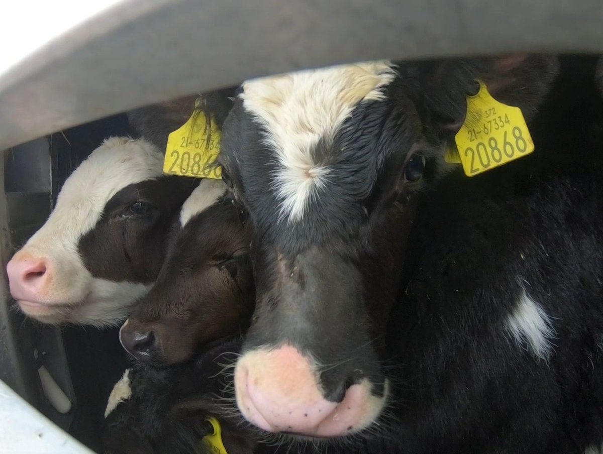 FBB_Officiel's tweet photo. #StopExport
Malgré l’interdiction, les administrations autorisent encore trop souvent les longs transports d’animaux lorsque les températures excèdent les 30°, les exposant à des souffrances évidentes ! https://t.co/aIxZFstlZo