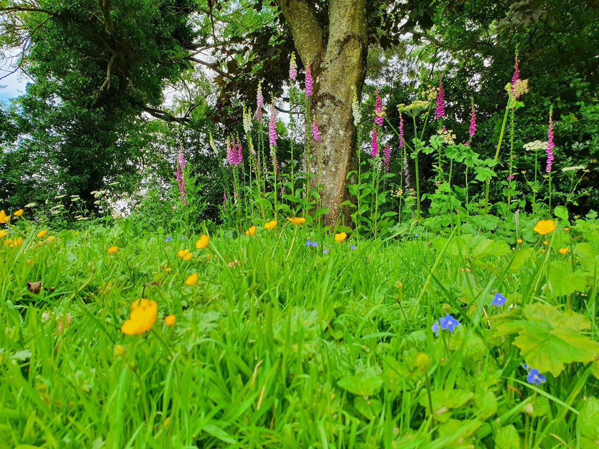 Jim_Croke_'s tweet photo. The #wildflower space in bloom here at head office #LocalAuthorityWatersProgramme  thanks to @PhilipMurphyJC @c_duigan https://t.co/1MiDf6YPiH