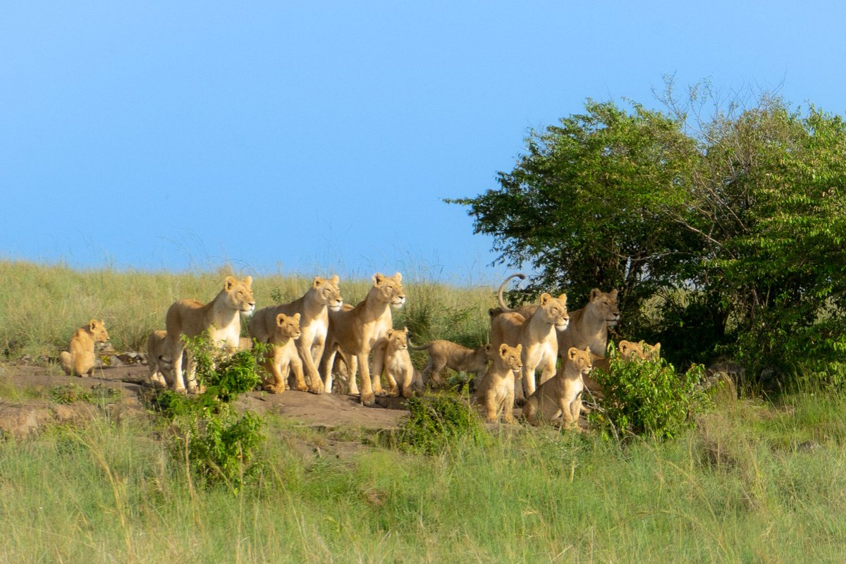 LAKvisuals's tweet photo. Probably my most favorite shot from Africa. I swear this looks like a painting. 
#AfricanSafari #Africa #safari #lion #lionpride #lioncub #picoftheday #pictureoftheday #safariphotography #safaricollection #sonyalpha #lakelandflphotographer #travelphotography https://t.co/DVPZRJ5Axr
