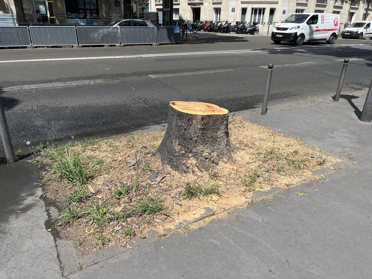 MatouEcureuil's tweet photo. Comment ça se combine avec l’abattage systématique des arbres à Paris ? #saccageparis https://t.co/uUm1Qw3N1e