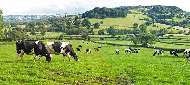 eve_comms's tweet photo. It is nearly halfway through #NationalDairyMonth! In 1937 it started out as National Milk Month as a way to promote drinking milk. It is now an annual tradition that celebrates the contributions the dairy industry has made to the world.

#DairyFarmers #30DaysofDairy https://t.co/7CjjQGrTXn