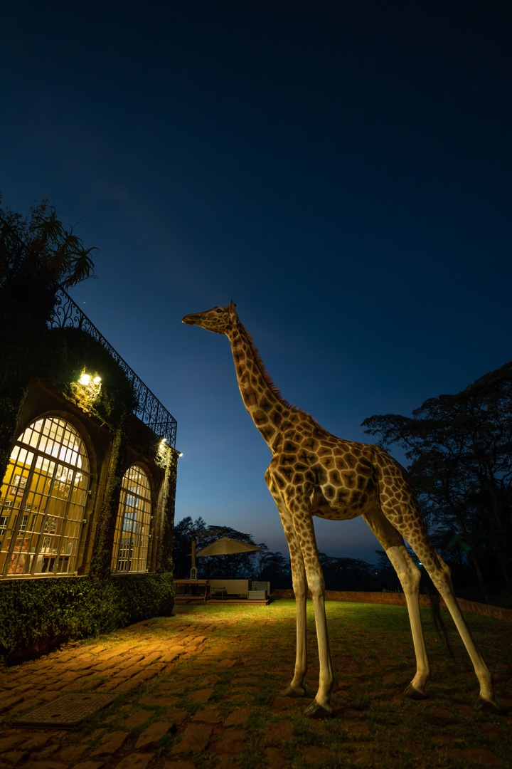 giraffe_manor's tweet photo. Night falls at Giraffe Manor, though that doesn't mean all the inhabitants are ready for bed yet...
📸 Marlon Du Toit https://t.co/sdI8I0Jqpr