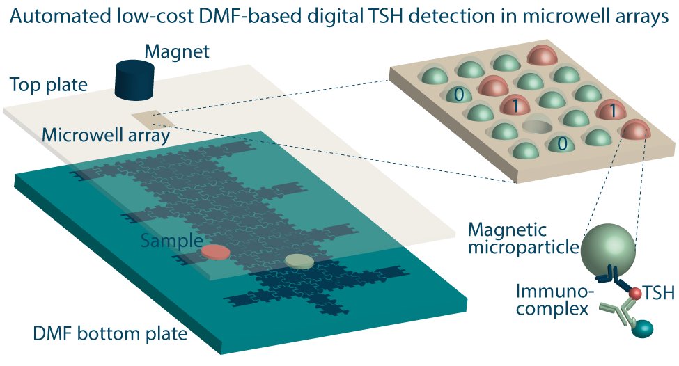 📣 #JustPublished:
@KarenLeirs &amp; Francesco Dal Dosso et al's work on digital assays and #pointofcare testing for #automated, #lowCost, and #ultrasensitive detection of thyroid hormone! 👩‍⚕️👨‍⚕️

Read here: ow.ly/nqeU50JvgO3

<a href="/KU_Leuven/">KU Leuven</a> <a href="/biosystkuleuven/">BIOSYSTEMS Department -KU Leuven</a>