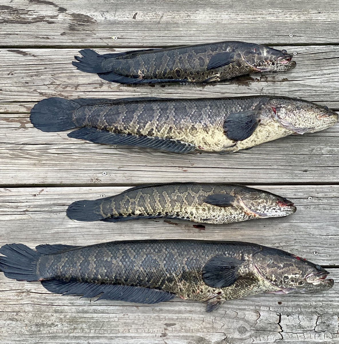1cast1fish's tweet photo. Great day out on the River…Snakehead Tacos for dinner. #snakhead #fishing https://t.co/eClYcSB8xm