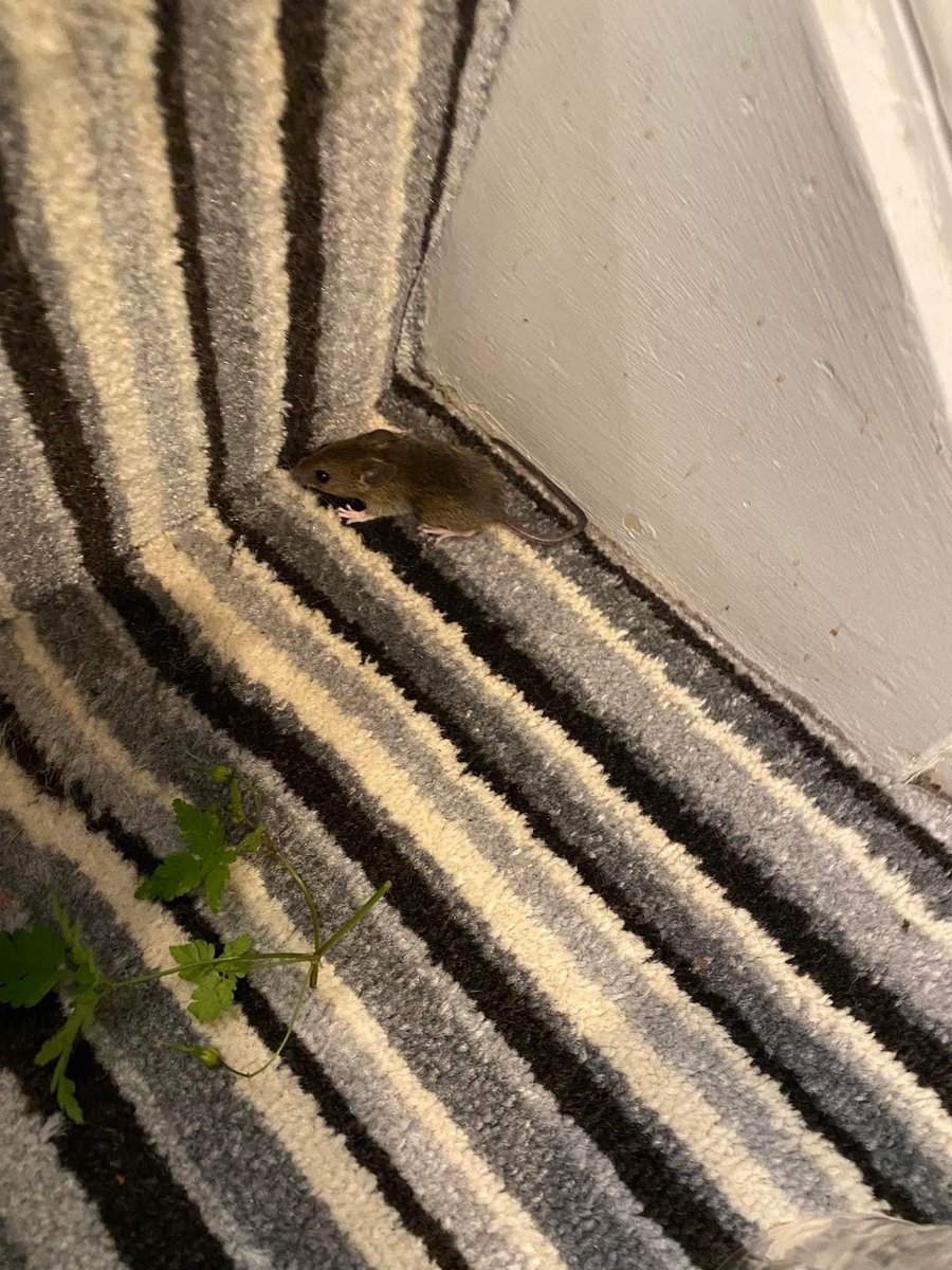 CatCheops's tweet photo. I brought in a squeaky but the humans tried to get him and now he’s lost in the house somewhere. #cats #catsproblems #CatsOfTwitter #CatsOnTwitter https://t.co/1JT41cZOMT