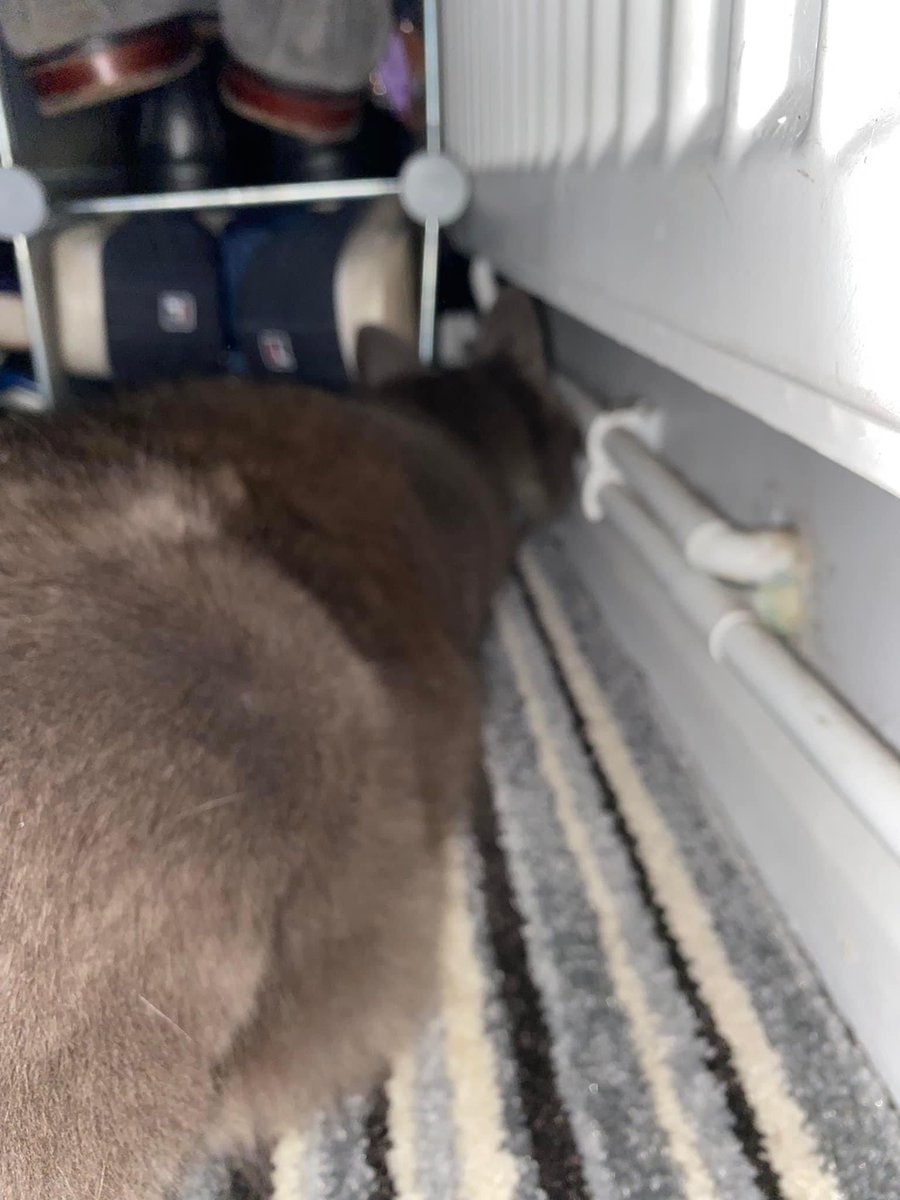 CatCheops's tweet photo. I brought in a squeaky but the humans tried to get him and now he’s lost in the house somewhere. #cats #catsproblems #CatsOfTwitter #CatsOnTwitter https://t.co/1JT41cZOMT