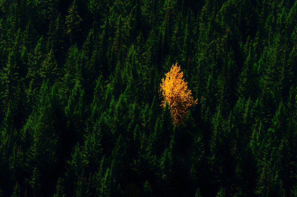 Lone Aspen in Glacier National Park https://t.co/0wAyLfvpoj https://t.co/3iYWzAeOq4
