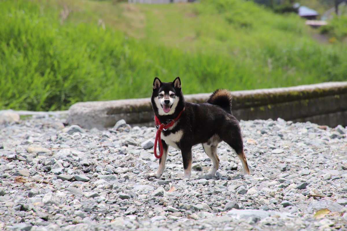 binbinsss's tweet photo. たまに可愛い顔してくれる。
#天丸 #てんまる #黒柴 #柴犬
#eos6dmark2 #eos6d2 #eos6dmarkⅱ
#tamron #tamrona010 https://t.co/oSWZqEtXSY