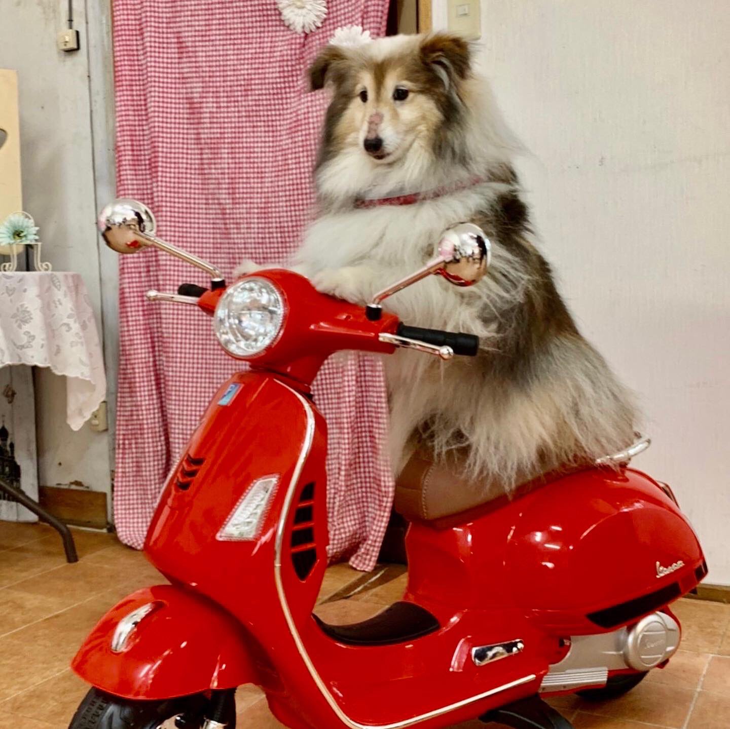 Karinkarin かりさん配達中 Shetlandsheepdog Sheltie シェットランドシープドック シェルティかりん シェルティ 犬 かわいい子犬屋さん 今日のうちの子 リアライズ犬舎 かりん かりたん T Co Mchalxbabu Twitter