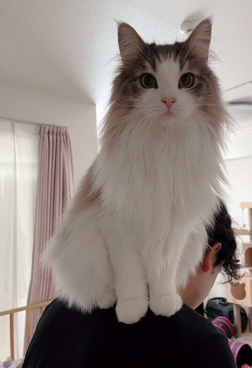 大きくなっても肩の上が好き そろそろ 愛が重くなってきた 猫 おたくま経済新聞
