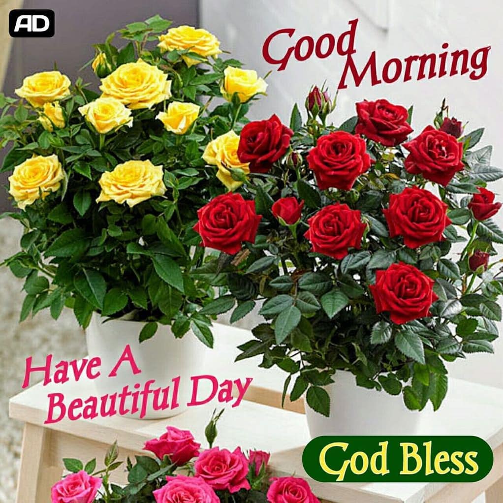 🟩 Good Morning Quotes to Friends. DOWNLOAD our GOOD MORNING app 👉  https://t.co/O2DU18aNGo 👈 #goodmorningimages #goodmorning # goodmorningquotes, image size:1022x1022